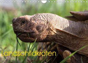 Landschildkröten (Wandkalender 2023 DIN A4 quer) von Sixt,  Marion