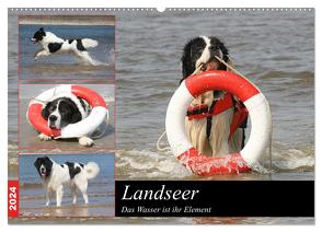 Landseer – Das Wasser ist ihr Element (Wandkalender 2024 DIN A2 quer), CALVENDO Monatskalender von Mielewczyk und Brigitte Weil,  Barbara