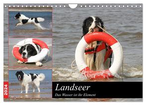 Landseer – Das Wasser ist ihr Element (Wandkalender 2024 DIN A4 quer), CALVENDO Monatskalender von Mielewczyk und Brigitte Weil,  Barbara