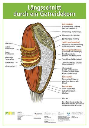 Längsschnitt durch ein Getreidekorn von Bundesanstalt für Landwirtschaft und Ernährung