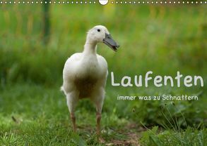 Laufenten immer was zu Schnattern (Wandkalender 2019 DIN A3 quer) von Münzel-Hashish - www.tierphotografie.com,  Angela