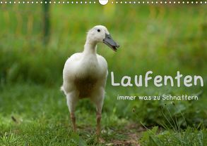 Laufenten immer was zu Schnattern (Wandkalender 2020 DIN A3 quer) von Münzel-Hashish - www.tierphotografie.com,  Angela