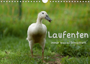 Laufenten immer was zu Schnattern (Wandkalender 2020 DIN A4 quer) von Münzel-Hashish - www.tierphotografie.com,  Angela