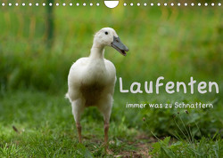 Laufenten immer was zu Schnattern (Wandkalender 2023 DIN A4 quer) von Münzel-Hashish - www.tierphotografie.com,  Angela