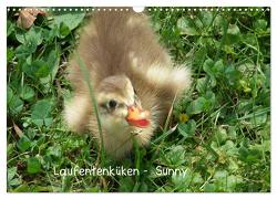 Laufentenküken – Sunny (Wandkalender 2024 DIN A3 quer), CALVENDO Monatskalender von LoRo-Artwork,  LoRo-Artwork