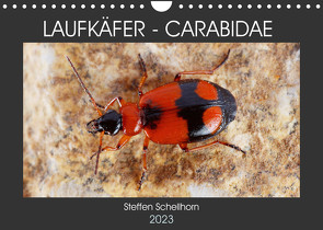 LAUFKÄFER – CARABIDAE (Wandkalender 2023 DIN A4 quer) von Schellhorn,  Steffen