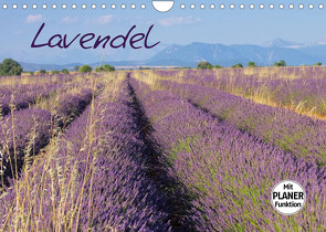 Lavendel (Wandkalender 2022 DIN A4 quer) von LianeM