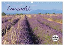 Lavendel (Wandkalender 2024 DIN A3 quer), CALVENDO Monatskalender von LianeM,  LianeM