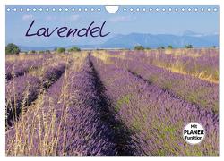 Lavendel (Wandkalender 2024 DIN A4 quer), CALVENDO Monatskalender von LianeM,  LianeM