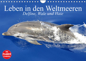 Leben in den Weltmeeren. Delfine, Wale und Haie (Wandkalender 2023 DIN A4 quer) von Stanzer,  Elisabeth