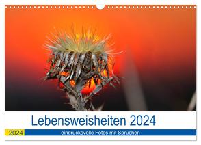 Lebensweisheiten 2024 (Wandkalender 2024 DIN A3 quer), CALVENDO Monatskalender von Fotogalerie,  Michis