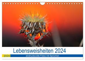 Lebensweisheiten 2024 (Wandkalender 2024 DIN A4 quer), CALVENDO Monatskalender von Fotogalerie,  Michis