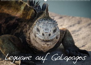 Leguane auf Galapagos (Wandkalender 2023 DIN A2 quer) von Binder,  Ralph