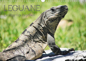 Leguane – Einzigartige Reptilien (Wandkalender 2022 DIN A3 quer) von Hornecker,  Frank