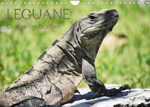 Leguane – Einzigartige Reptilien (Wandkalender 2022 DIN A4 quer) von Hornecker,  Frank