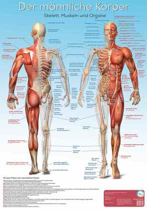 Lernposter Anatomie – Der männliche Körper von Radler,  Werner