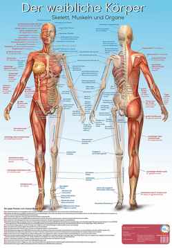 Lernposter Anatomie – Der weibliche Körper von Radler,  Werner