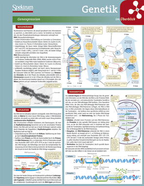 Lerntafel: Genetik im Überblick