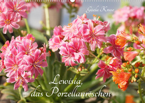 Lewisia, das Porzellanröschen (Wandkalender 2022 DIN A2 quer) von Kruse,  Gisela