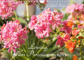 Lewisia, das Porzellanröschen (Wandkalender 2022 DIN A4 quer) von Kruse,  Gisela