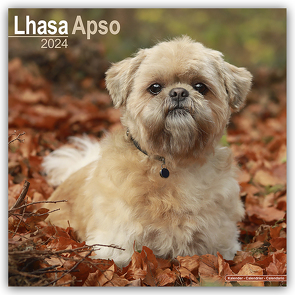 Lhasa Apso – Lhasaterrier 2024 – 16-Monatskalender