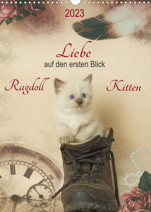 Liebe auf den ersten Blick . Ragdoll Kitten (Wandkalender 2023 DIN A3 hoch) von Reiß-Seibert,  Marion