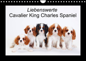 Liebenswerte Cavalier King Charles Spaniel (Wandkalender 2023 DIN A4 quer) von Wegner,  Petra