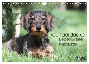 Liebenswerte Rabauken – Rauhaardackel (Wandkalender 2024 DIN A4 quer), CALVENDO Monatskalender von Mielewczyk,  Barbara