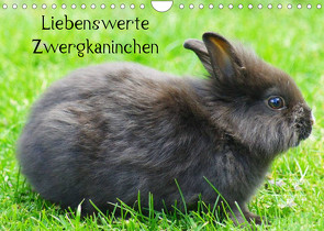 Liebenswerte Zwergkaninchen (Wandkalender 2023 DIN A4 quer) von kattobello