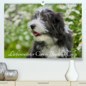 Liebenswerter Clown Bearded Collie (Premium, hochwertiger DIN A2 Wandkalender 2023, Kunstdruck in Hochglanz) von Starick,  Sigrid