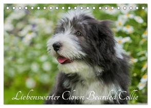 Liebenswerter Clown Bearded Collie (Tischkalender 2024 DIN A5 quer), CALVENDO Monatskalender von Starick,  Sigrid