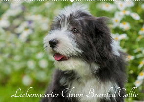 Liebenswerter Clown Bearded Collie (Wandkalender 2022 DIN A2 quer) von Starick,  Sigrid