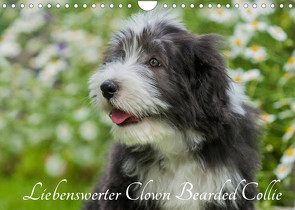 Liebenswerter Clown Bearded Collie (Wandkalender 2022 DIN A4 quer) von Starick,  Sigrid