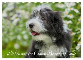 Liebenswerter Clown Bearded Collie (Wandkalender 2024 DIN A2 quer), CALVENDO Monatskalender von Starick,  Sigrid