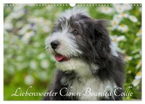 Liebenswerter Clown Bearded Collie (Wandkalender 2024 DIN A3 quer), CALVENDO Monatskalender von Starick,  Sigrid