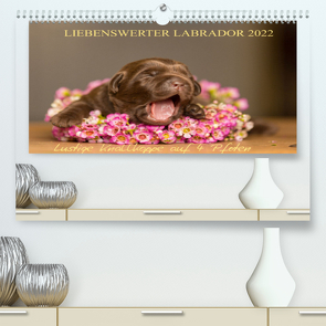 Liebenswerter Labrador 2022 (Premium, hochwertiger DIN A2 Wandkalender 2022, Kunstdruck in Hochglanz) von Mirsberger,  Annett