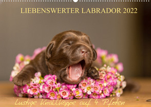 Liebenswerter Labrador 2022 (Wandkalender 2022 DIN A2 quer) von Mirsberger,  Annett