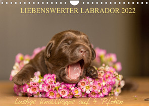 Liebenswerter Labrador 2022 (Wandkalender 2022 DIN A4 quer) von Mirsberger,  Annett