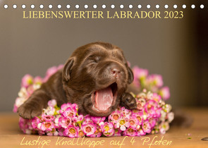 Liebenswerter Labrador 2023 (Tischkalender 2023 DIN A5 quer) von Mirsberger,  Annett