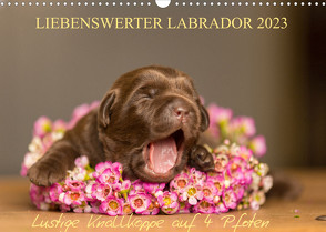 Liebenswerter Labrador 2023 (Wandkalender 2023 DIN A3 quer) von Mirsberger,  Annett
