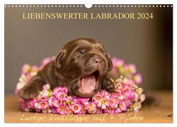 Liebenswerter Labrador 2024 (Wandkalender 2024 DIN A3 quer), CALVENDO Monatskalender von Mirsberger,  Annett