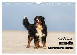 Liebling BERNER SENNENHUND (Wandkalender 2024 DIN A4 quer), CALVENDO Monatskalender von Mirsberger www.annettmirsberger.de,  Annett