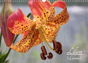 Lilien (Lilium) (Wandkalender 2023 DIN A3 quer) von Lantzsch,  Katrin