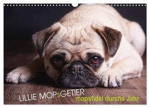 Lillie Mopsgetier – mopsfidel durchs Jahr (Wandkalender 2024 DIN A3 quer), CALVENDO Monatskalender von Raab,  Martina