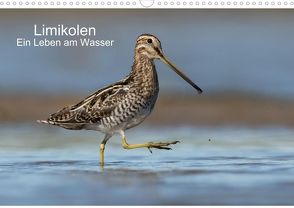Limikolen – Ein Leben am Wasser (Wandkalender 2021 DIN A3 quer) von Wenner,  Martin