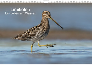 Limikolen – Ein Leben am Wasser (Wandkalender 2022 DIN A4 quer) von Wenner,  Martin