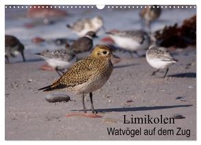 Limikolen Watvögel auf dem Zug (Wandkalender 2024 DIN A3 quer), CALVENDO Monatskalender von Erlwein,  Winfried