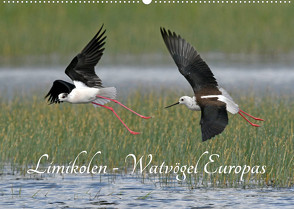 Limikolen – Watvögel Europas (Wandkalender 2023 DIN A2 quer) von Trapp,  Benny