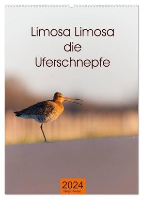 Limosa Limosa die Uferschnepfe (Wandkalender 2024 DIN A2 hoch), CALVENDO Monatskalender von Riedel,  Tanja