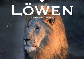 Löwen. Die Könige Afrikas (Wandkalender 2022 DIN A3 quer) von Styppaa,  Robert